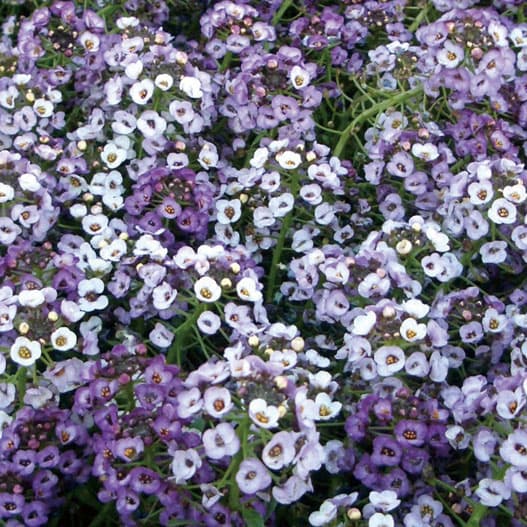 草花の苗/スイートアリッサム：クリアクリスタル ラベンダーシェード2.5-3号ポットのサムネイル