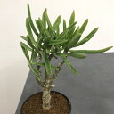 観葉植物/チレコドン:ストリアツス 3.5号鉢植え