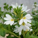 草花の苗/スカエボラ:ホワイトタッチ3号ポット