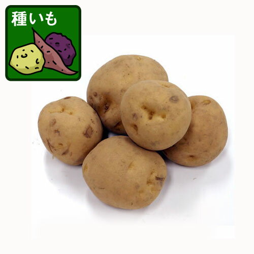 野菜の苗/ジャガイモの種いも：キタアカリ1kg 2袋セット（合計2kg）