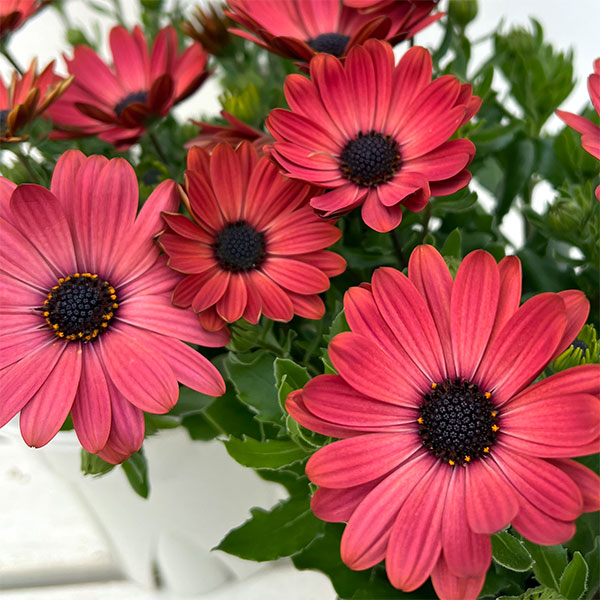 オステオスペルマム：トレードウィンズ テラコッタ5号鉢植え