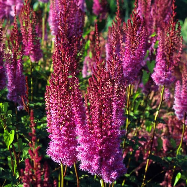 アスチルベの苗の商品画像