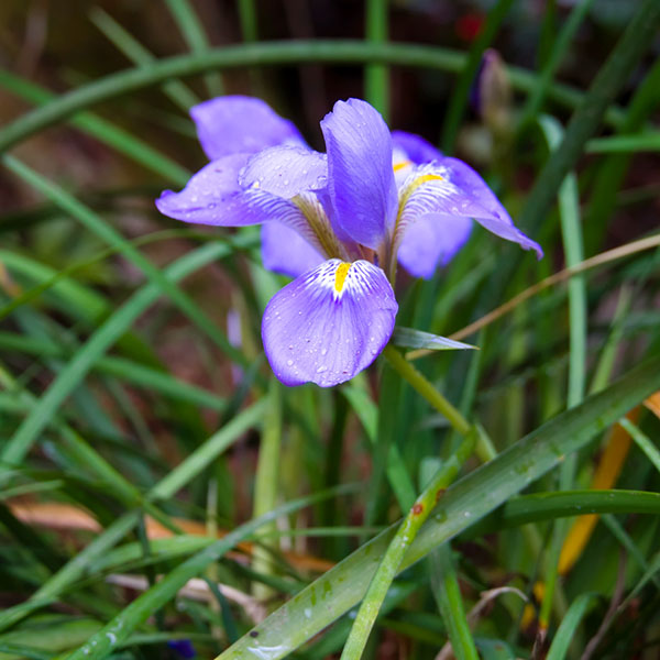 楽天市場】アヤメ（花・ガーデン・DIY）の通販