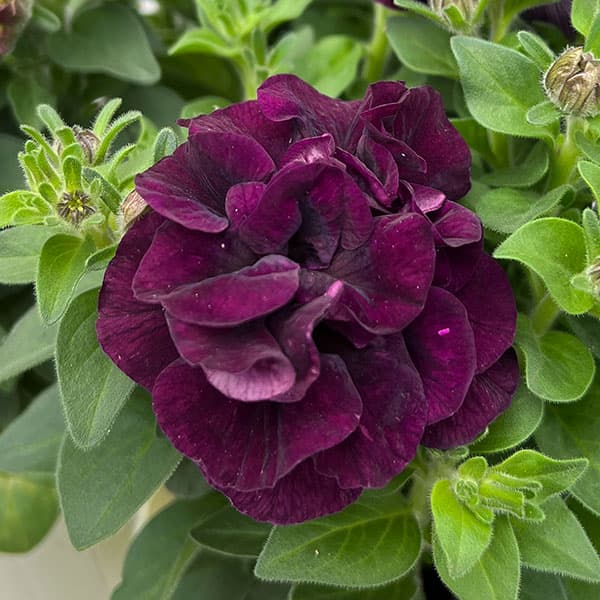 草花の苗/ペチュニア：フレル　ヴァイオレット3号ロングポットのサムネイル