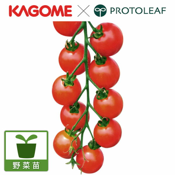 野菜の苗/トマト（ミニ）：こあまちゃん(R)サマー自根苗3.5号ポット 6株セット