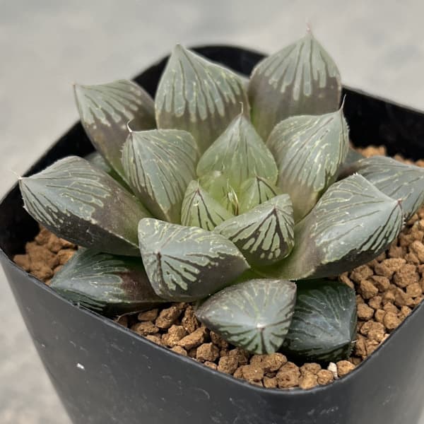 観葉植物/ハオルチア：大紫オブツーサ　2.5号スクエア鉢