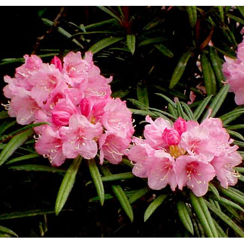 花木 庭木の苗/日本シャクナゲ：細葉石楠花 7号鉢入り樹高30～40cmのサムネイル