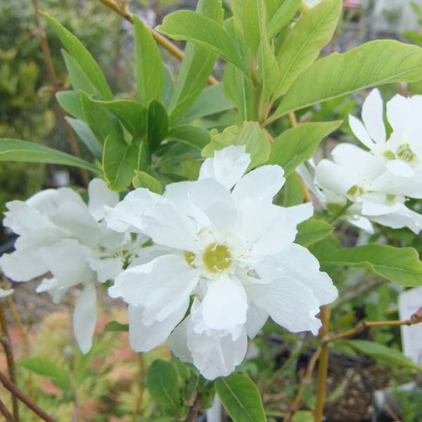 花木 庭木の苗/リキュウバイ（利休梅）5号鉢植え