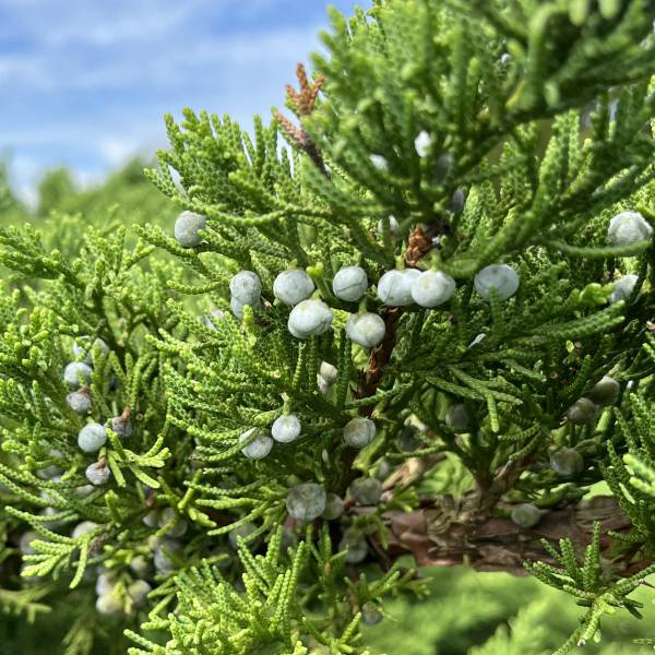 ���� ���ڤ���/����˥ѡ��٥꡼�ʥ����襦�ͥ��ˡ���ͺ���å�3��ݥå�