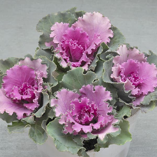 草花の苗/ハボタン：ラッフル ローズ4本立ち3号ポット