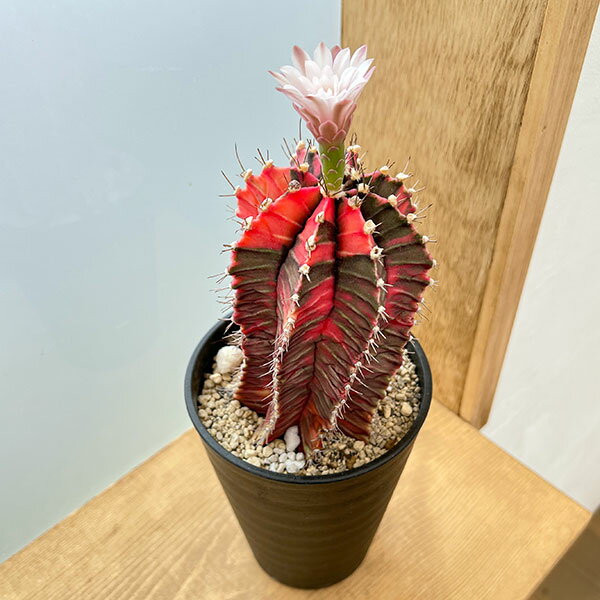 観葉植物/サボテン：ギムノカリキウム　ハイブリッド　4号24-01のサムネイル