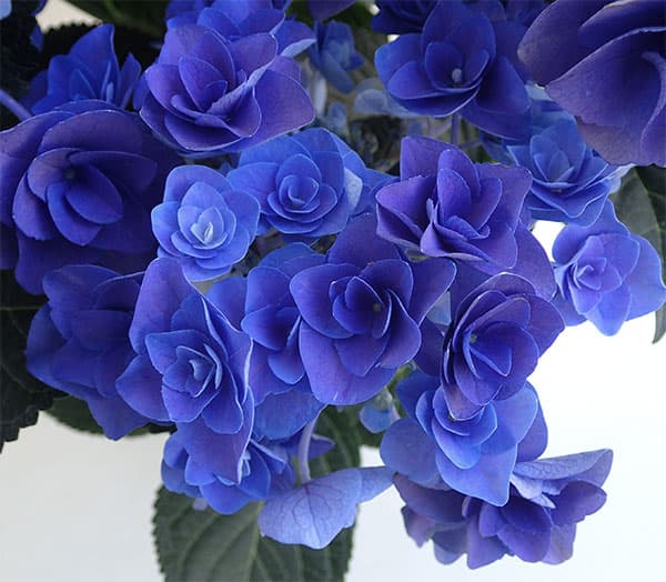 花木 庭木の苗/アジサイ：フェアリーラブ（ブルー）3.5号ポット