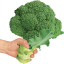 野菜の苗/キングブロッコリー3号ポット 2株セットy