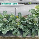 野菜の苗/濃い花野菜 おかわりブロッコリー3号ポット苗 12株セット