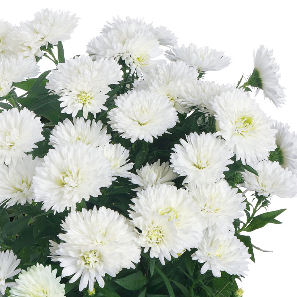 草花の苗/（わけあり特価）アスター：ショーメーカー アークティックホワイト3号ポット