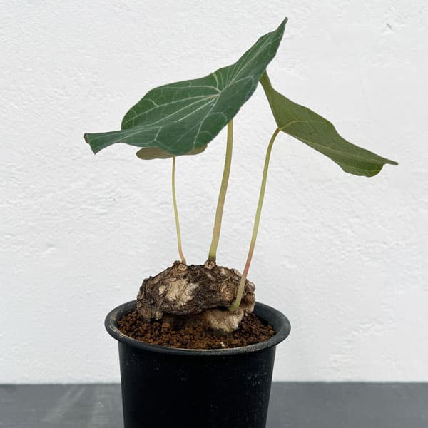 観葉植物/ステファニア：カウィーサキー　2.5号鉢植えのサムネイル