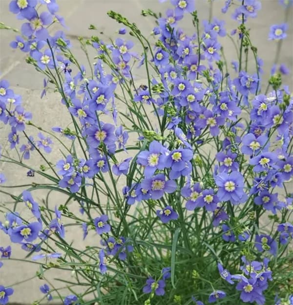 草花の苗/ヘリオフィラ：ブルーインパルス3号ポット