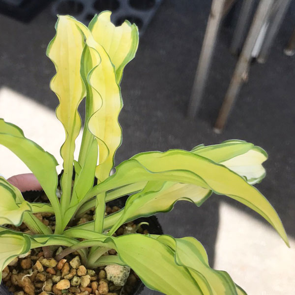 草花の苗/小葉ギボウシ：黄カピタン 2.5-3.5号ポット