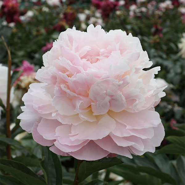 草花の苗/シャクヤク（芍薬）：アルバートクルーズ4号ポット