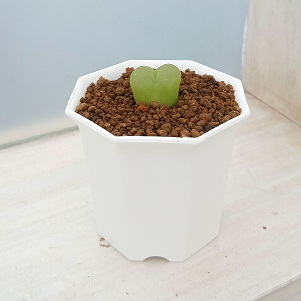 観葉植物/コノフィツム：マウガニー　2号のサムネイル