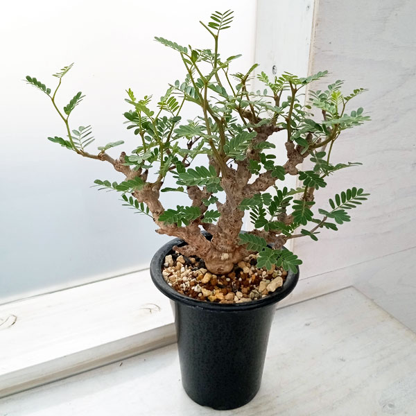 観葉植物/[送料無料]センナ：メリディオナリス（発根済み）　4号23-10のサムネイル