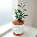 観葉植物/ガジュマル 4号 ドットプランター入り