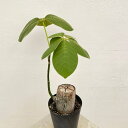 観葉植物/プセウドボンバックス:エリプチクム 5号鉢植え23-09