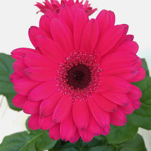 草花の苗/ガーデンガーベラ（ガルビネア）：スイート　スパークル3.5号ポットのサムネイル