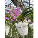 観葉植物/アスコフィネチア:チェリーブロッサム 3号(花無し株のみ)