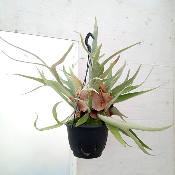 楽天市場】コウモリラン ビカクシダ(花・観葉植物|花 楽天市場】コウモリラン ビカクシダ(花・観葉植物|花