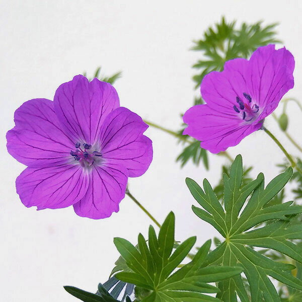 草花の苗/ゲラニウム：サンギネウム ビジョンバイオレット3-3.5号ポット[5〜6月頃開花 半日陰にも向く宿根草]