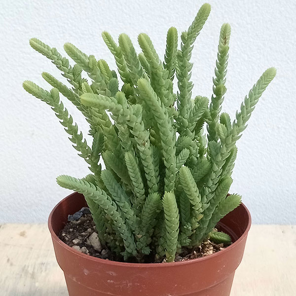 観葉植物/クラッスラ：若緑（わかみどり）2.5号