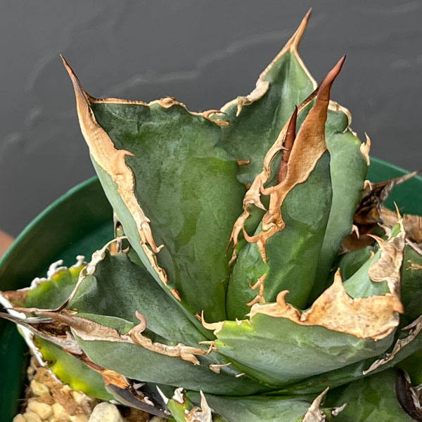 観葉植物/（わけあり特価）アガベ：チタノタ ホワイトファイア 4号鉢植え23-02