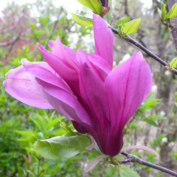 紫木蓮　苗の商品画像