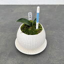 観葉植物/オモト(万年青):お多福・鉢植え/ラピスボウル白・サスティー付