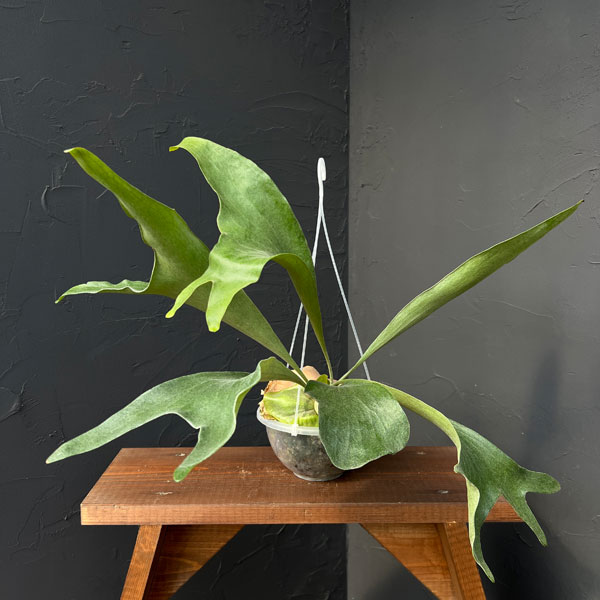 観葉植物/ビカクシダ：麒麟スポア株...