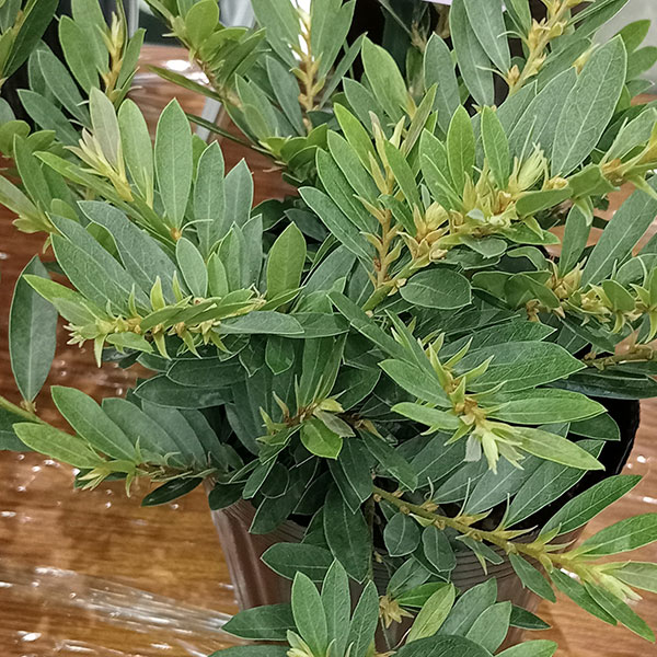 花木 庭木の苗/ディスティリウム：ジュエルボックス5号ポット