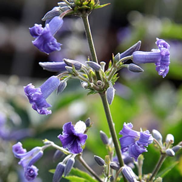 クレマチスの苗/クレマチス：ホホ（歩々）4.5号ポット(ヘラクレイフォリア系)