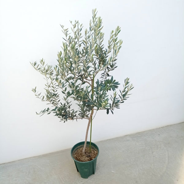 花木 庭木の苗/オリーブ:バロウニ 8号鉢植え