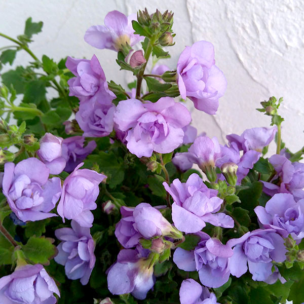 草花の苗/バコパ(ステラ）：スコーピア（コピアダブル）　インディゴ2株植え3号ポットのサムネイル