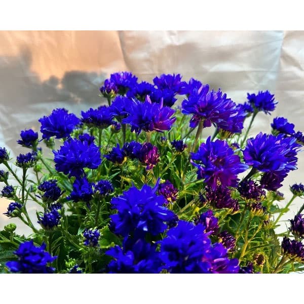 サイネリア：天使のエール ブルー系4号鉢植え