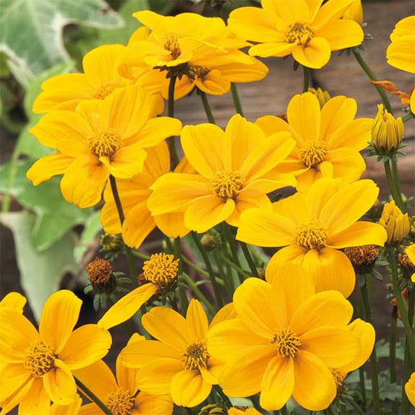 草花の苗/ビデンス：JuJu（ジュジュ）ゴールド3-3.5号ポット