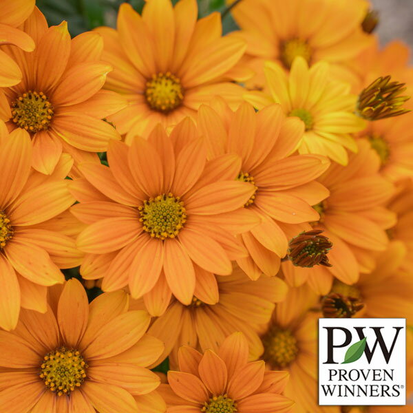 草花の苗/オステオスペルマム：キャンディフィールズ・オレンジジェリー3号ポット