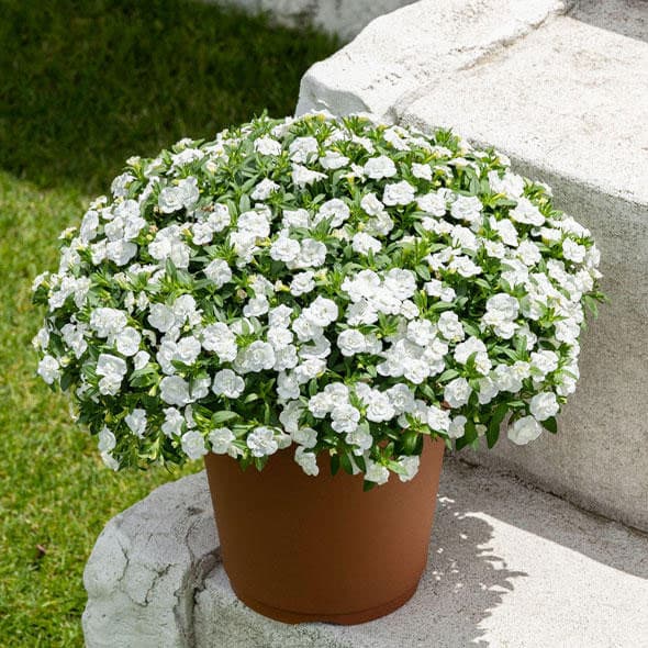 草花の苗/カリブラコア：ミリオンベルハンディこんもりホワイト3号ポット (R)