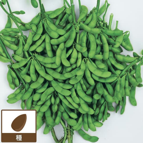エダマメ（枝豆）：奥原早生（極早生大粒枝豆）（ボリュームパック苗）[サカタ 春まき 野菜タネ]