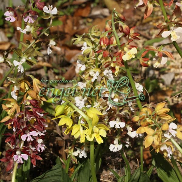 山野草の苗/エビネ：南九州産花色ミックス（未選別）3-3.5号ポット