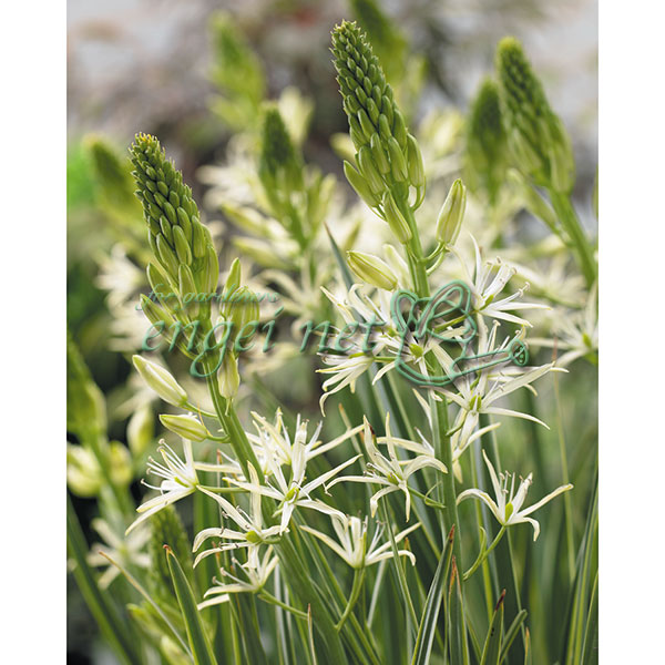 4月〜5月開花 カマッシア 秋植え球根球根/カマシア：ライヒトリニー サカジャウィア 2球セット北アメリカ原産のユリ科の植物。長く伸びた花茎に30〜50個の花をつけます。極端な排水不良のところ以外なら、用土も選ばず、半日陰でも開花する丈夫な植物で、植えっぱなしにできるので宿根草としても扱われています。サカジャウィアは白花のライヒトリニーアルバの斑入り葉種。細長い剣状の葉の側面に白い斑が入ります。学名CAMASSIA LEICHTLINI SCAJAWEA（カマッシア ライヒトリニー サカジャウイア）タイプユリ科の耐寒性球根植物植え時10〜11月開花期4月〜5月草丈60〜90cm用途鉢植え、庭植え栽培方法：排水の良い土に、間隔15〜20cm、深さ10〜15cmに植え込みます。芽が伸び始める頃、追肥を与えておけば、数年間は植え放し出来ます。乾燥には弱いので、乾かしすぎないように注意してください。写真は開花時のイメージです。★バラ球を無地袋に詰めた状態でお届けします。カラーラベルは付いていません★※球根の表皮が剥けていたり、細かな傷がある場合がありますが、生育には支障ありません。カマシア：ライヒトリニー サカジャウィア 2球セットの栽培ガイド秋植え球根のダブルデッカー植え球根の植付け秋植え球根【秋植え球根】植えつけ深さの目安