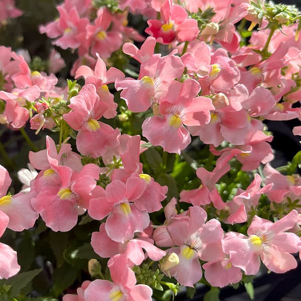 ��֤���/�ͥ᥷��������󥸥��ץꥳ�å�3.5��ݥå�