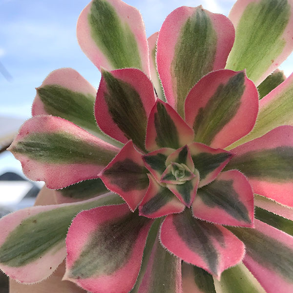 観葉植物/[ザ・ファームセレクト]アエオニウム：ピンクウィッチ　2.5号ポットのサムネイル