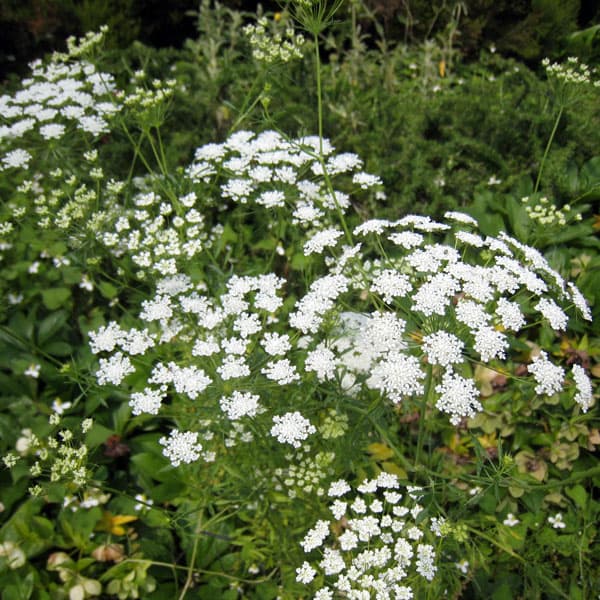 ��֤���/�ۥ磻�ȥ졼���ե�3��ݥå�*